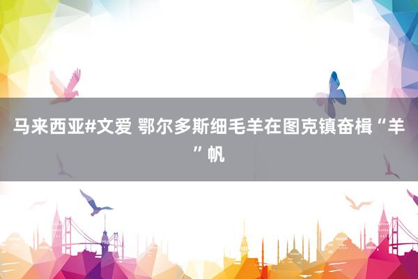 马来西亚#文爱 鄂尔多斯细毛羊在图克镇奋楫“羊”帆